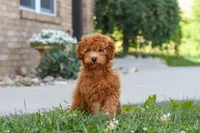 Fletcher, a male Cavapoo for sale in Sugarcreek, OH – 1 of 6