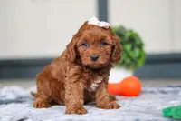 Lulu, a female Cavapoo for sale in Sugarcreek, OH – 6 of 8