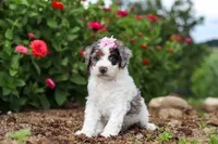 Hazel, a female Miniature Bernedoodle for sale in Sugarcreek, OH – 4 of 7