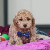 Howie, a male Miniature Goldendoodle for sale in Sugarcreek, OH – Photo 4 of 10