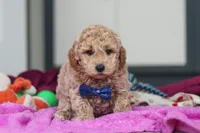 Howie, a male Miniature Goldendoodle for sale in Sugarcreek, OH – Photo 4 of 10