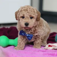Howie, a male Miniature Goldendoodle for sale in Sugarcreek, OH – Photo 8 of 10