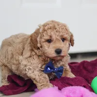 Howie, a male Miniature Goldendoodle for sale in Sugarcreek, OH – Photo 5 of 10