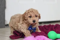 Howie, a male Miniature Goldendoodle for sale in Sugarcreek, OH – Photo 5 of 10