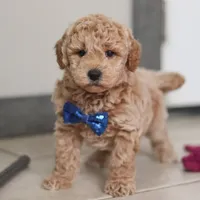 Howie, a male Miniature Goldendoodle for sale in Sugarcreek, OH – Photo 1 of 10