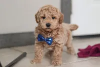 Howie, a male Miniature Goldendoodle for sale in Sugarcreek, OH – Photo 1 of 10