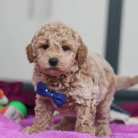 Howie, a male Miniature Goldendoodle for sale in Sugarcreek, OH – Photo 3 of 10