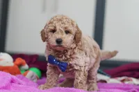 Howie, a male Miniature Goldendoodle for sale in Sugarcreek, OH – Photo 3 of 10