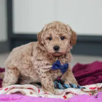 Howie, a male Miniature Goldendoodle for sale in Sugarcreek, OH – Photo 9 of 10
