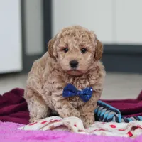 Howie, a male Miniature Goldendoodle for sale in Sugarcreek, OH – Photo 10 of 10