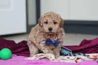 Howie, a male Miniature Goldendoodle for sale in Sugarcreek, OH – Photo 10 of 10