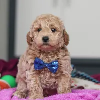 Howie, a male Miniature Goldendoodle for sale in Sugarcreek, OH – Photo 2 of 10