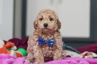 Howie, a male Miniature Goldendoodle for sale in Sugarcreek, OH – Photo 2 of 10
