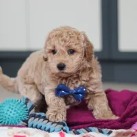 Howie, a male Miniature Goldendoodle for sale in Sugarcreek, OH – Photo 6 of 10