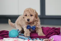Howie, a male Miniature Goldendoodle for sale in Sugarcreek, OH – Photo 6 of 10