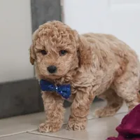 Howie, a male Miniature Goldendoodle for sale in Sugarcreek, OH – Photo 7 of 10