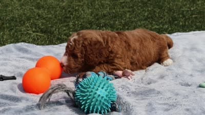 Cade, a male Goldendoodle for sale in Sugarcreek, OH – 6 of 6