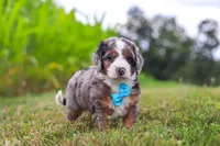 Hawk, a male Miniature Bernedoodle for sale in Sugarcreek, OH – 2 of 6
