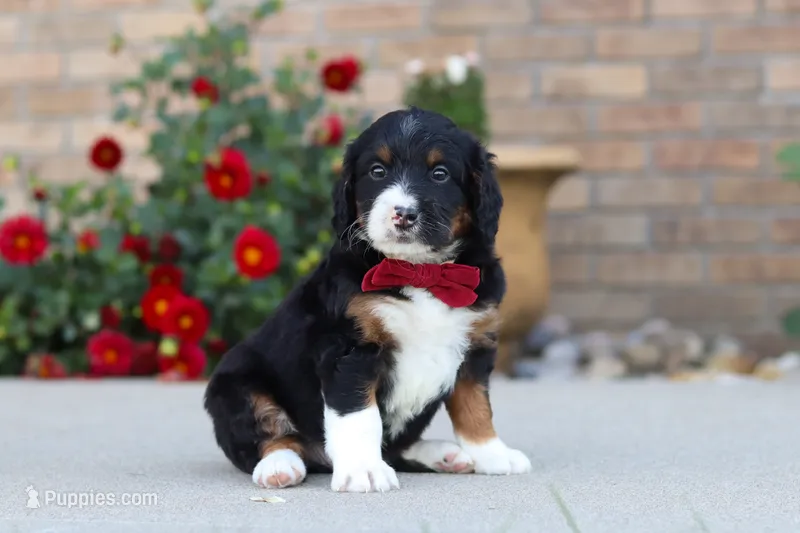 Mason – Miniature Bernedoodle puppy for sale in Sugarcreek, OH
