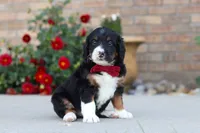 Mason, a male Miniature Bernedoodle for sale in Sugarcreek, OH – 1 of 6