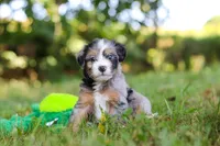 Ira, a male Miniature Bernedoodle for sale in Sugarcreek, OH – 4 of 8