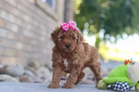 Eve, a female Miniature Goldendoodle for sale in Sugarcreek, OH – 3 of 6