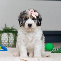Jasmine, a female Miniature Bernedoodle for sale in Sugarcreek, OH – Photo 1 of 5