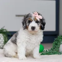 Jasmine, a female Miniature Bernedoodle for sale in Sugarcreek, OH – Photo 3 of 5