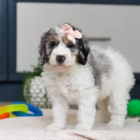 Jasmine, a female Miniature Bernedoodle for sale in Sugarcreek, OH – Photo 5 of 5