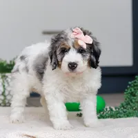 Jasmine, a female Miniature Bernedoodle for sale in Sugarcreek, OH – Photo 4 of 5