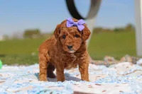 Callie, a female Goldendoodle for sale in Sugarcreek, OH – 2 of 6