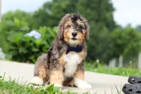 Duke, a male Miniature Bernedoodle for sale in Sugarcreek, OH – 6 of 7