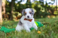 Ike, a male Miniature Bernedoodle for sale in Sugarcreek, OH – 2 of 9