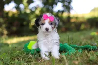 Isadora, a female Miniature Bernedoodle for sale in Sugarcreek, OH – 6 of 7