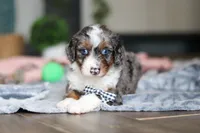 Dylan, a male Miniature Bernedoodle for sale in Sugarcreek, OH – 4 of 9