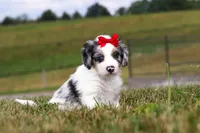 Holly, a female Miniature Bernedoodle for sale in Sugarcreek, OH – 5 of 7