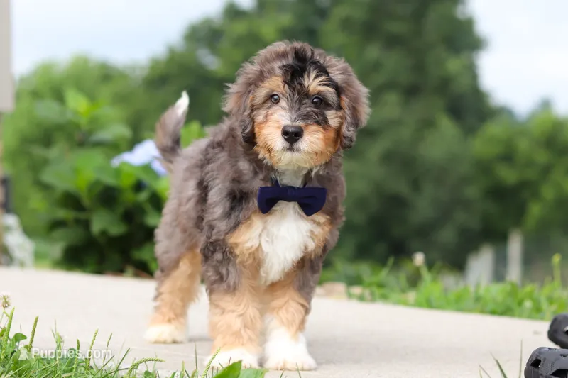 Duke – Miniature Bernedoodle puppy for sale in Sugarcreek, OH