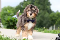 Duke, a male Miniature Bernedoodle for sale in Sugarcreek, OH – 1 of 7