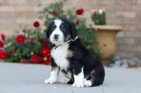 Milo, a male Miniature Bernedoodle for sale in Sugarcreek, OH – 2 of 5