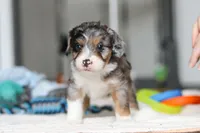 Dawn, a female Miniature Bernedoodle for sale in Sugarcreek, OH – 8 of 10