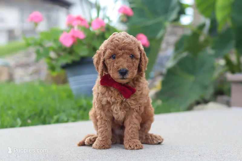 Kade – Miniature Labradoodle puppy for sale in Sugarcreek, OH