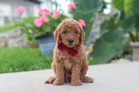 Kade, a male Miniature Labradoodle for sale in Sugarcreek, OH – 1 of 6