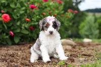 Hazel, a female Miniature Bernedoodle for sale in Sugarcreek, OH – 3 of 7
