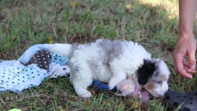 Isadora, a female Miniature Bernedoodle for sale in Sugarcreek, OH – 7 of 7
