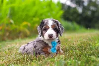 Hawk, a male Miniature Bernedoodle for sale in Sugarcreek, OH – 3 of 6