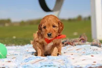 Chase, a male Goldendoodle for sale in Sugarcreek, OH – 2 of 6