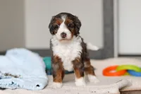 Danica, a female Miniature Bernedoodle for sale in Sugarcreek, OH – 7 of 8