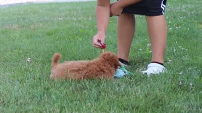 Fletcher, a male Cavapoo for sale in Sugarcreek, OH – 6 of 6