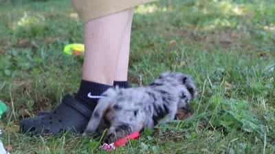 Ichiro, a male Miniature Bernedoodle for sale in Sugarcreek, OH – 6 of 6