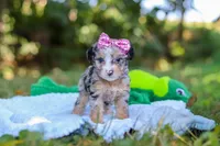 Ivy, a female Miniature Bernedoodle for sale in Sugarcreek, OH – 2 of 7